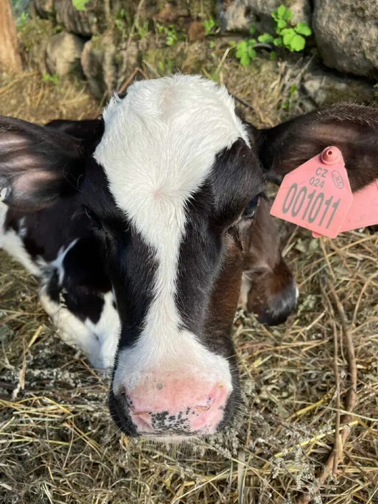 Kristyna Horankova bull named Bedrich.